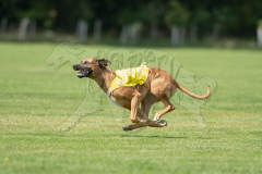 20260919-GVFRRC-AKC-LC-293