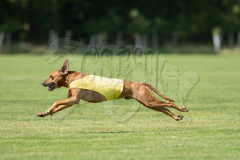 Rhodesian Ridgeback Finals