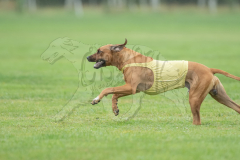 20260920-GVFRRC-AKC-LC-101