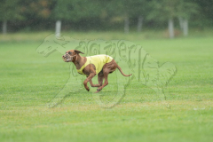 20260920-GVFRRC-AKC-LC-105