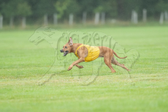 20260920-GVFRRC-AKC-LC-113