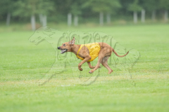 20260920-GVFRRC-AKC-LC-115