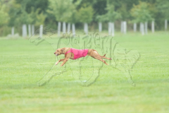20260920-GVFRRC-AKC-LC-121
