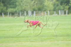 20260920-GVFRRC-AKC-LC-123