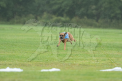 20260920-GVFRRC-AKC-LC-87