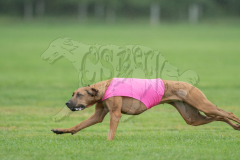 20260920-GVFRRC-AKC-LC-96
