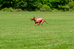 20240526-MemDayWknd-282