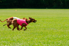 20240526-MemDayWknd-289