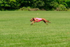 20240526-MemDayWknd-295