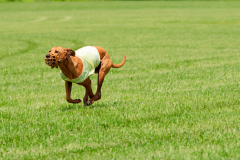 20240526-MemDayWknd-297