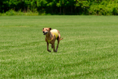 20240526-MemDayWknd-334