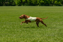 20240526-untitled-598