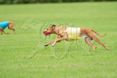 Ridgeback Finals