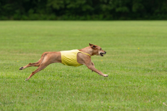 24MDIHCSighthoundSpree235