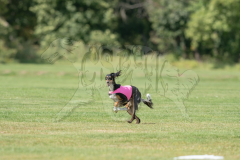 20260919-GVFRRC-AKC-LC-317