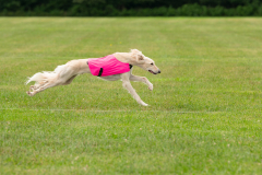 24MDIHCSighthoundSpree319