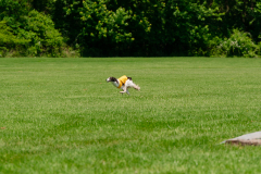 20240526-MemDayWknd-536