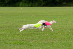 24MDIHCSighthoundSpree339