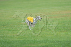 20260920-GVFRRC-AKC-LC-265
