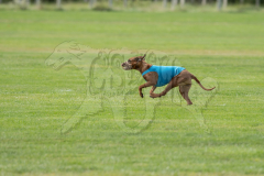 20260919-GVFRRC-AKC-LC-363
