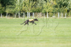 20260919-GVFRRC-AKC-LC-191
