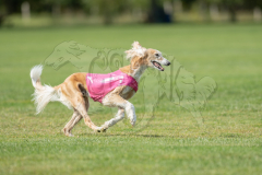 20260919-GVFRRC-AKC-LC-199
