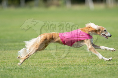 20260919-GVFRRC-AKC-LC-202