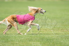 20260919-GVFRRC-AKC-LC-204