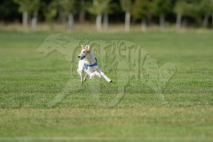 20260919-GVFRRC-AKC-LC-206