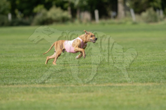 20260919-GVFRRC-AKC-LC-215