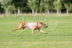 20260919-GVFRRC-AKC-LC-216