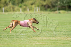 20260919-GVFRRC-AKC-LC-224