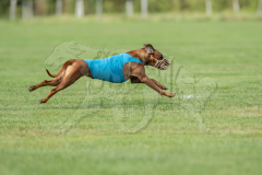20260919-GVFRRC-AKC-LC-232