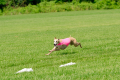 20240526-MemDayWknd-249