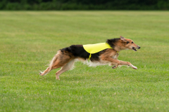 24MDIHCSighthoundSpree249