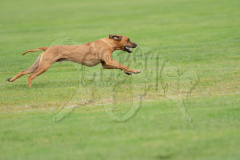 20260919-GVFRRC-AKC-LC-10