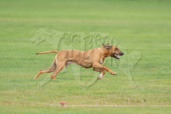 20260919-GVFRRC-AKC-LC-5