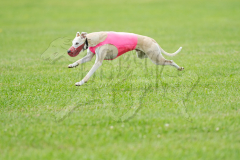 Whippet BOB