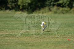 20260919-GVFRRC-AKC-LC-326
