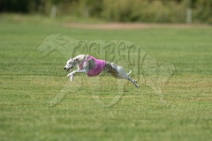 20260919-GVFRRC-AKC-LC-331