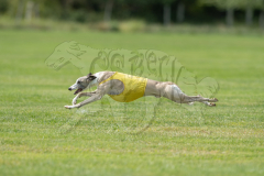 Whippet Finals