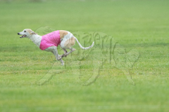 20260920-GVFRRC-AKC-LC-57