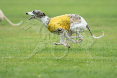 20260920-GVFRRC-AKC-LC-61