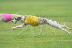 Whippet Prelims