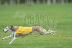 20260920-GVFRRC-AKC-LC-81