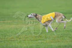 20260920-GVFRRC-AKC-LC-83