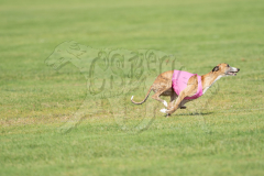 20260919-GVFRRC-AKC-LC-149