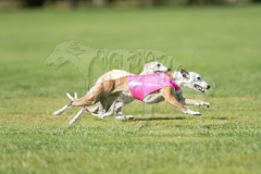 Whippet Prelims