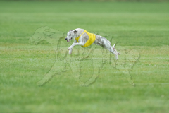 Whippet Runoff/Best of Breed