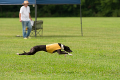 24MDIHCSighthoundSpree287